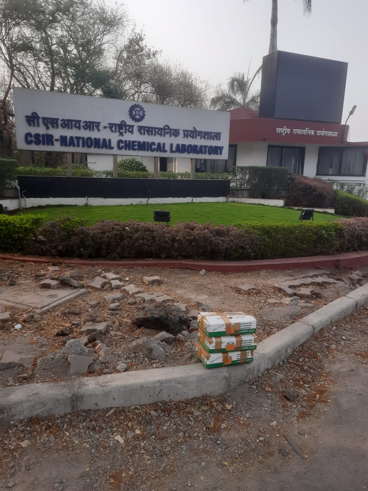 BulFresh founder delivering the first mango order at NCL Pune, April 2025