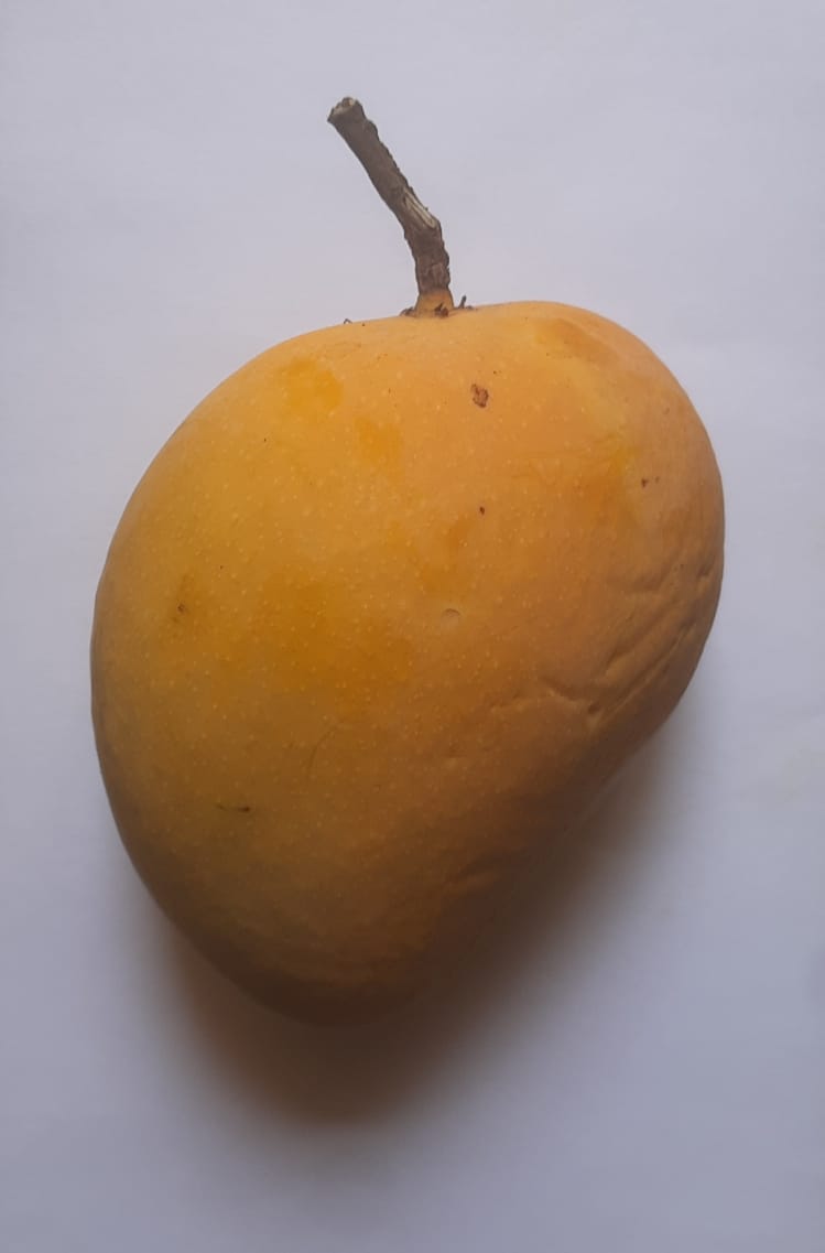 Premium Alphonso Mango
