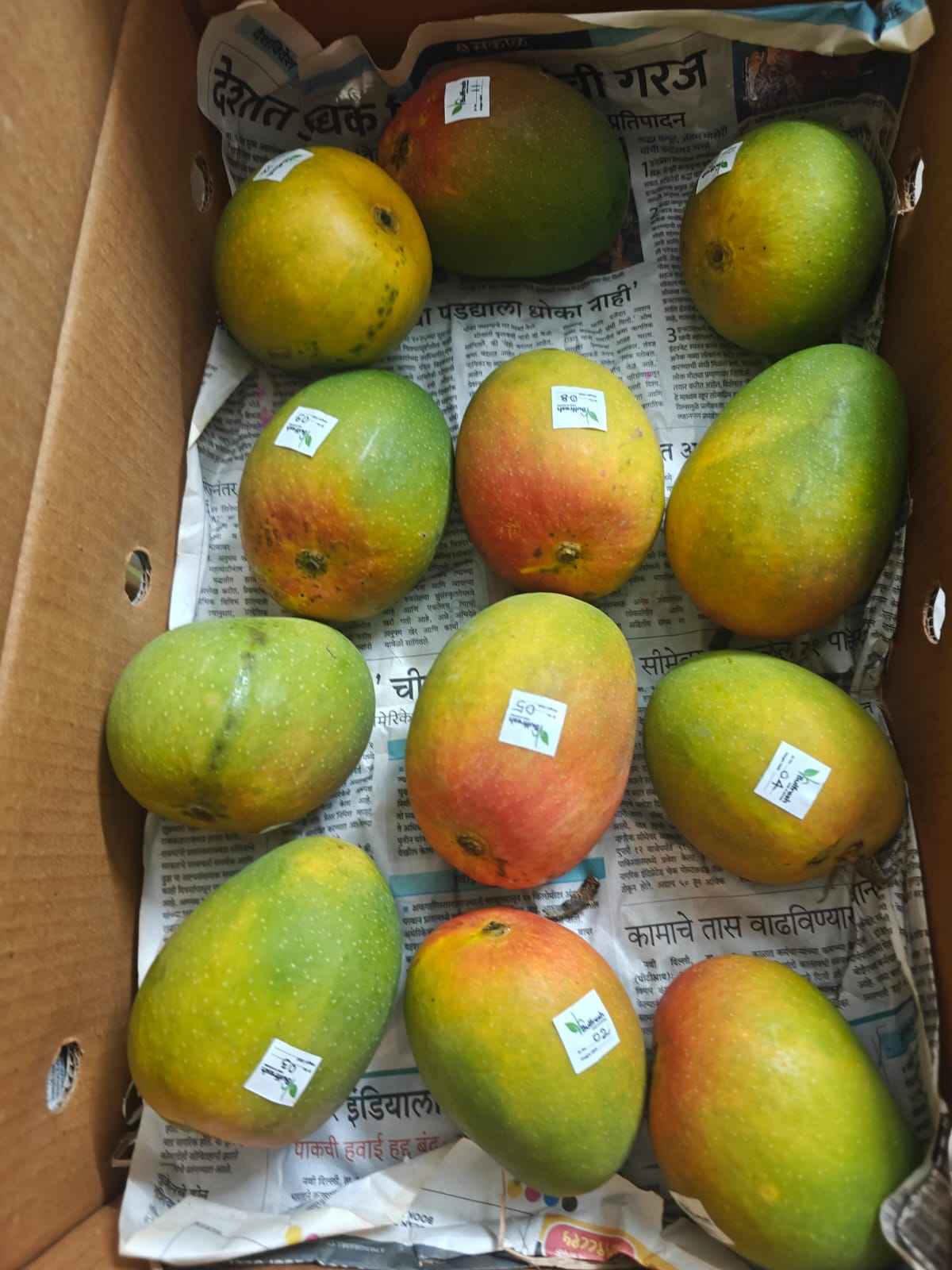 Premium Alphonso Mango