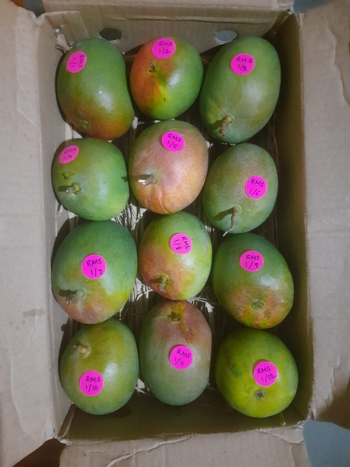 Premium Alphonso Mango